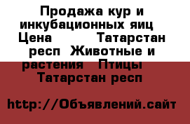 Продажа кур и инкубационных яиц › Цена ­ 120 - Татарстан респ. Животные и растения » Птицы   . Татарстан респ.